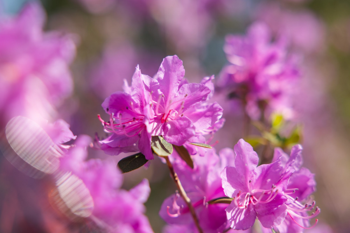 Майские каникулы «Весна на вкус»